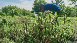 Harga Cabai Melambung Malah Bikin Petani Klaten Ngaku Pusing, Ini Curhatnya